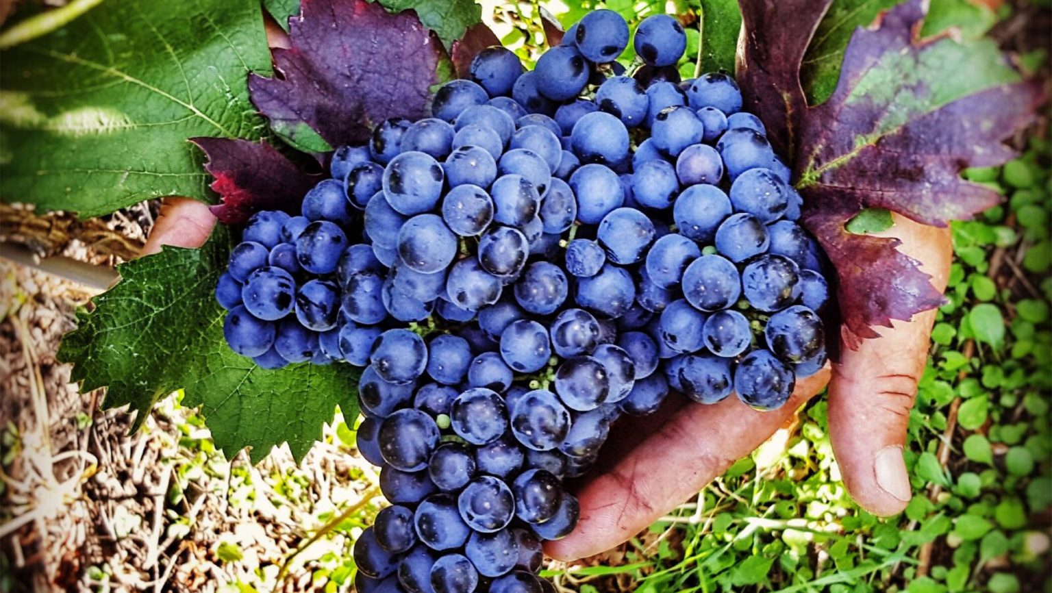 Feteasca Neagra Grape