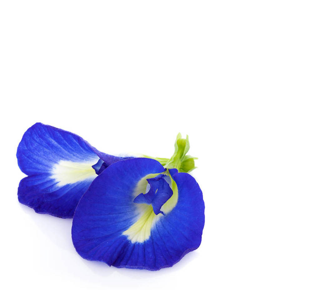Clitoria Flower