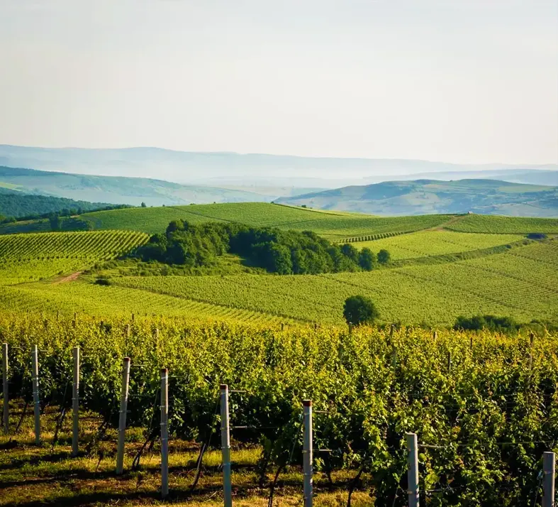 Apuseni Vineyards