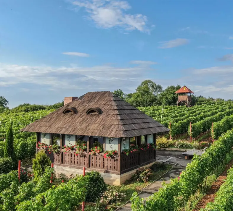Carei and Satu Mare Wineries