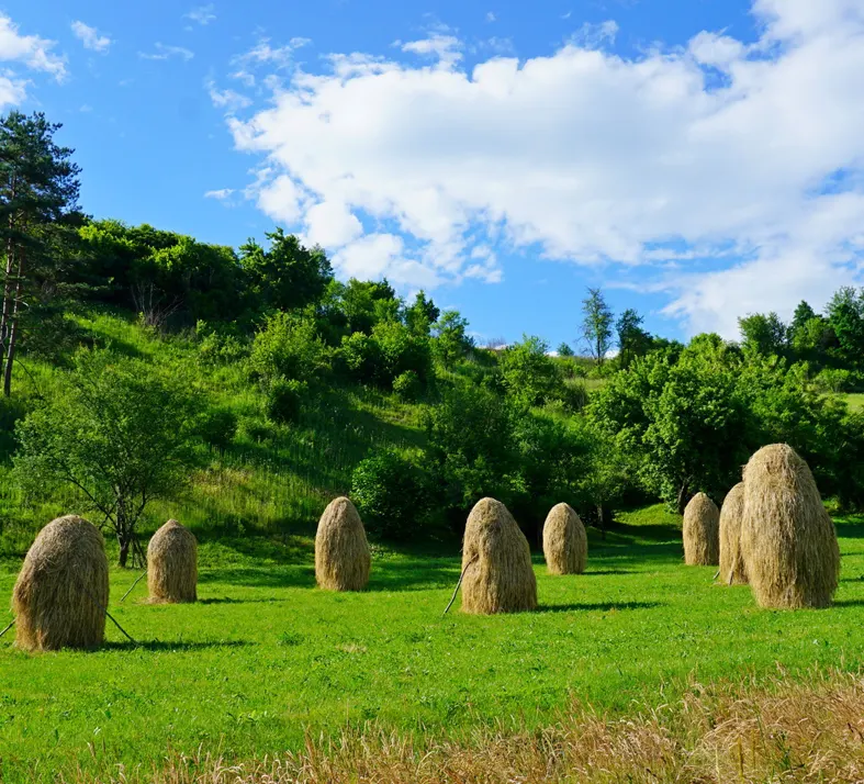 Maramures Hills Vineyards