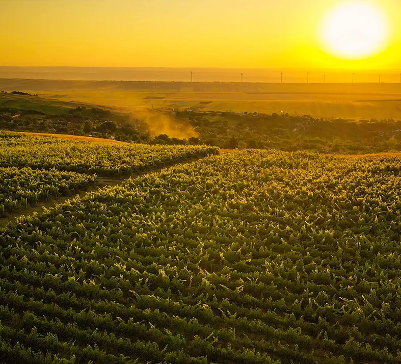 Iasi & Husi Vineyards