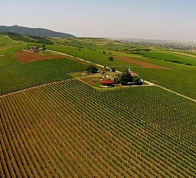 Maderat Vineyards