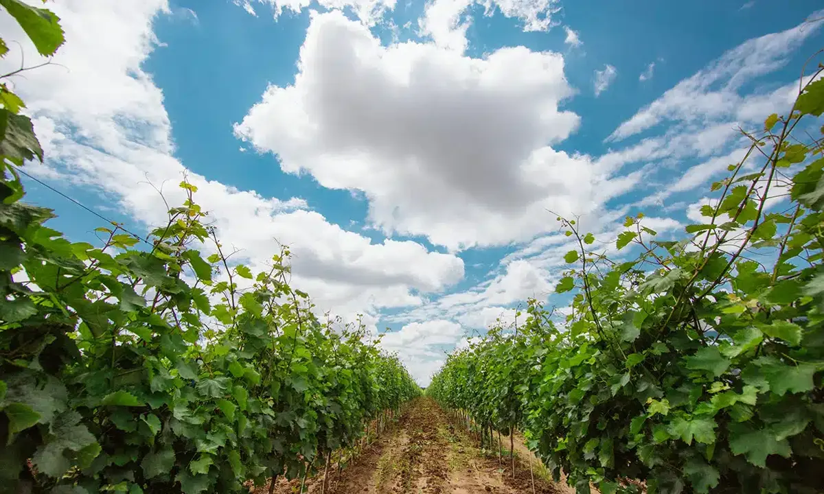 Darabont Family Winery